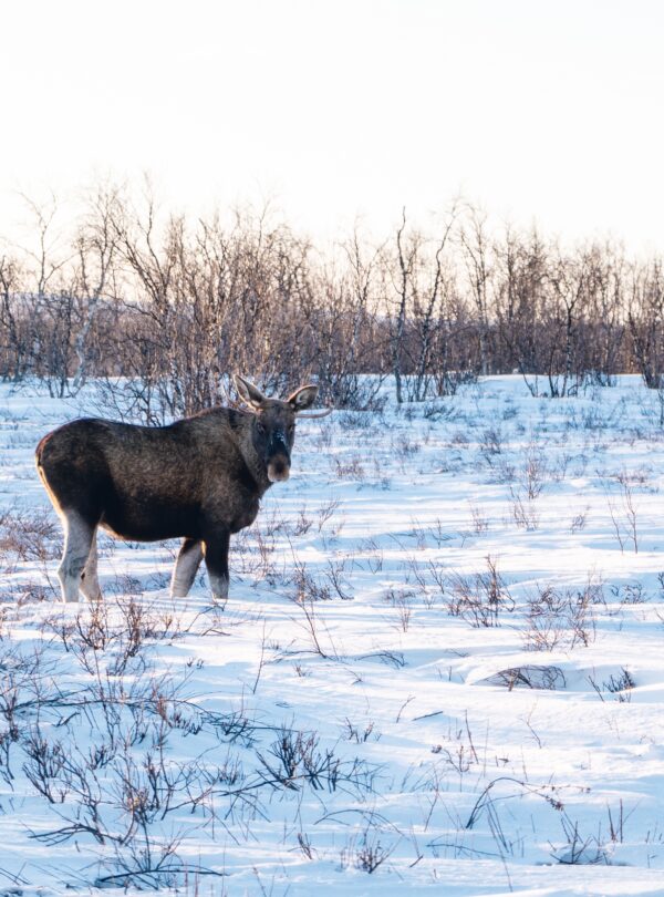 Farm animal taking a walk on the snowy countryside in Northern Sweden