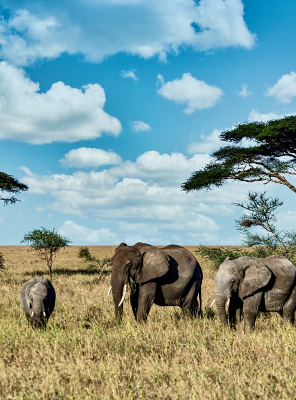 Group of elephants walking on the dry grass in the wilderness