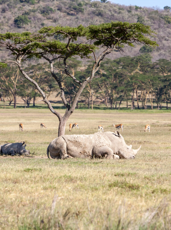Safari – rhinos